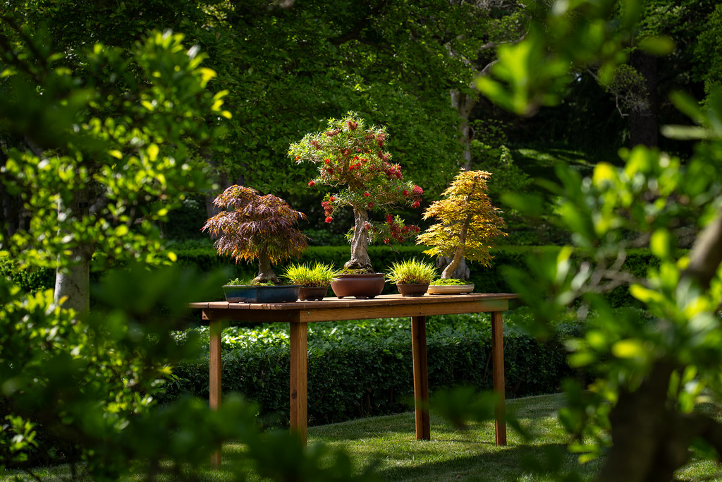 Three bonsai trees displayed on a wooden table outdoors in a lush green garden.