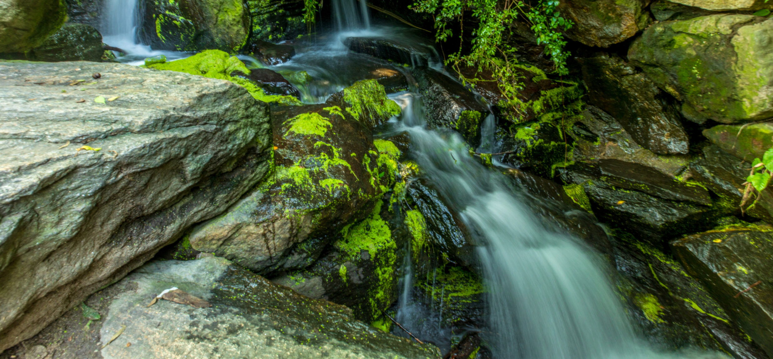 Central Park Conservancy