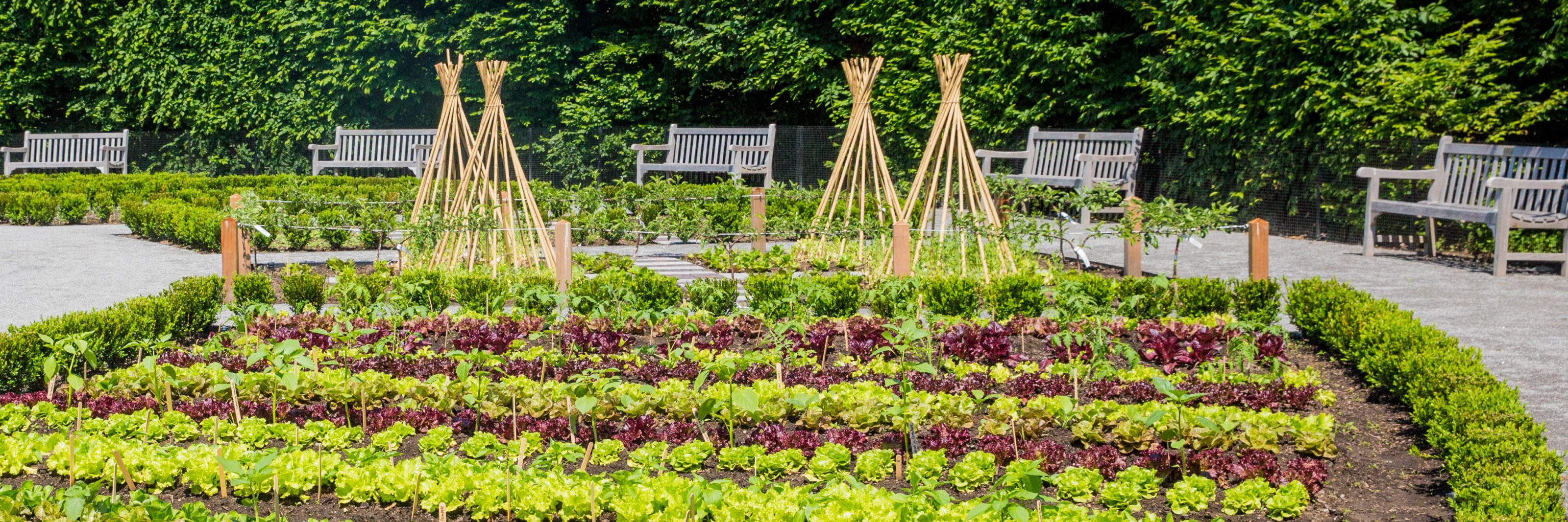 A photo of planting beds featuring agricultural crops grown in America